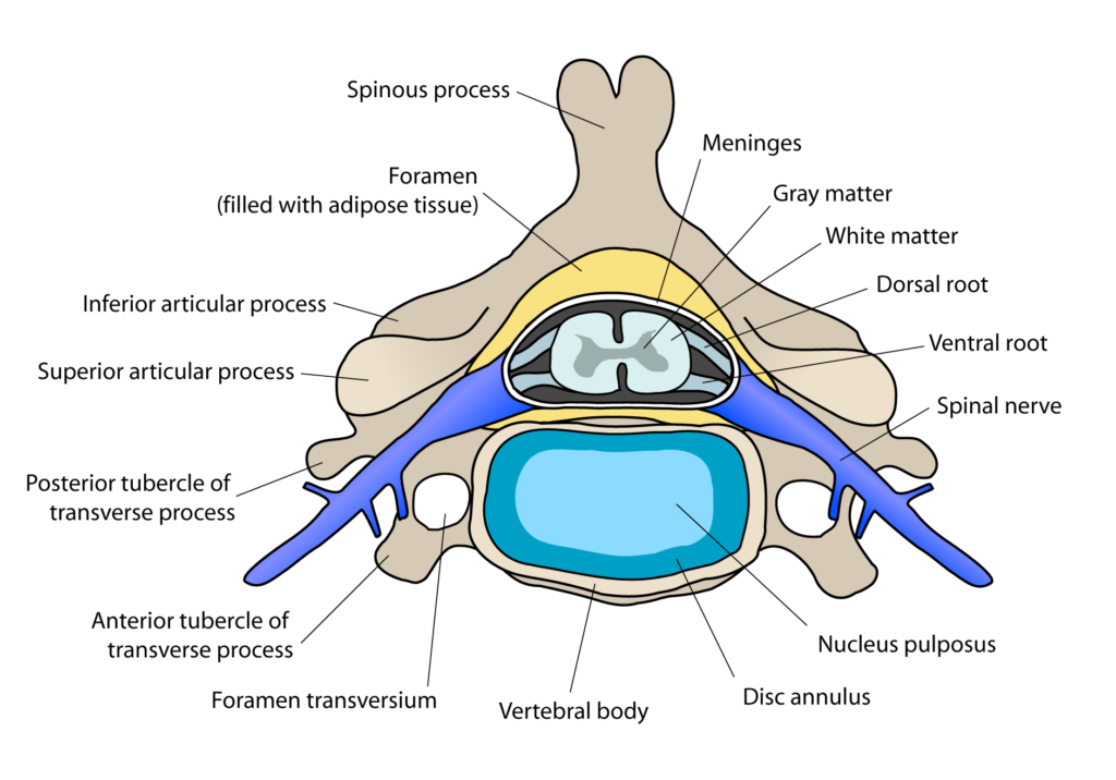 spinal